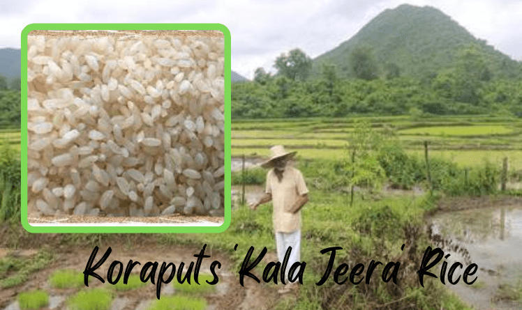Koraput Kalajeera Rice Receives GI Recognition