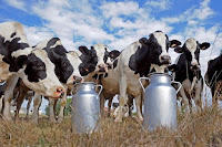 एसबीआई ने तिरुमला दूध उत्पाद के साथ डेयरी किसानों को ऋण प्रदान करने के लिए समझौता किया |_3.1