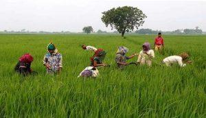 किसानों को फसल ऋण देने के लिए ओडिशा सरकार ने 'बलराम योजना' शुरू की |_3.1
