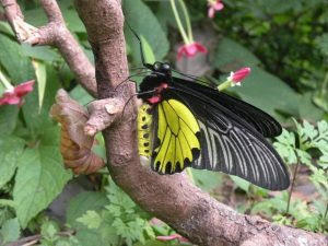हिमालय की गोल्डन बर्डविंग तितली को मिला भारत की सबसे बड़ी तितली होने का तमगा |_3.1