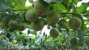 हिमाचल प्रदेश के कुल्लू में शुरू हुआ भारत का पहला भिक्षु फल (monk fruit) उत्पादन अभ्यास |_3.1