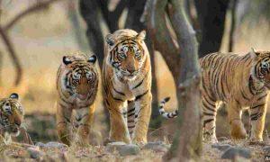 भारत में बाघों की आबादी 6.1 प्रतिशत की वार्षिक वृद्धि दर के साथ 3,925 होने का अनुमान |_3.1
