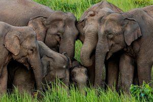 कर्नाटक में हाथियों की संख्या में रिकॉर्ड वृद्धि |_3.1