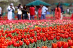 श्रीनगर का ट्यूलिप गार्डन 15 लाख फूलों के साथ रिकॉर्ड बुक में दर्ज : जानें पूरी खबर |_3.1