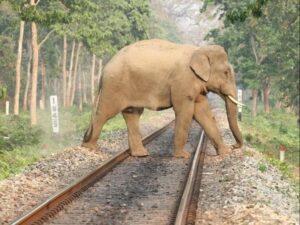 तमिलनाडु की एआई-संचालित हाथी सुरक्षा प्रणाली का उद्देश्य हाथियों को ट्रेन की टक्कर से बचाना है |_3.1