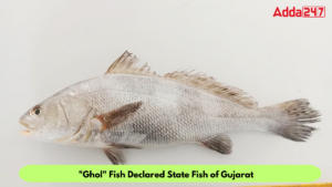 गुजरात सरकार ने घोल मछली को घोषित किया स्टेट फिश |_3.1