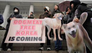 दक्षिण कोरिया ने लगाया कुत्ते के मांस के व्यापार पर प्रतिबंध |_3.1