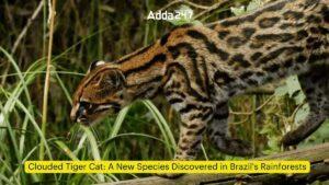 क्लाउडेड टाइगर कैट: ब्राज़ील के वर्षावनों में खोजी गई एक नई प्रजाति |_3.1
