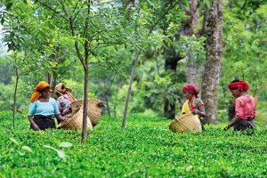 हिमाचल प्रदेश की कांगड़ा चाय को यूरोपीय आयोग से जीआई टैग मिलेगा |_40.1