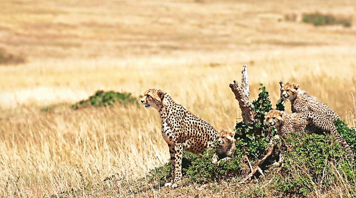 Cheetah to be re-introduced in India from Africa in November | নভেম্বরে আফ্রিকা থেকে ভারতে পুনরায় চিতা আনা হবে_2.1