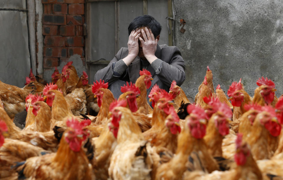 China reports first human case of H10N3 bird flu | चीनमध्ये एच10एन3 बर्ड फ्लूचा पहिल्या मानवी रोगाची नोंद केली आहे_2.1