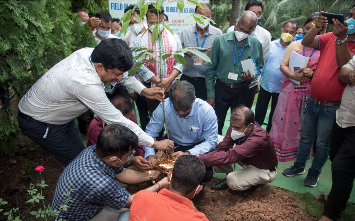 World's first-ever genetically modified rubber planted in Assam | আসামে বিশ্বের প্রথম জিনগতভাবে পরিবর্তিত রাবার রোপণ করা হয়েছে_20.1
