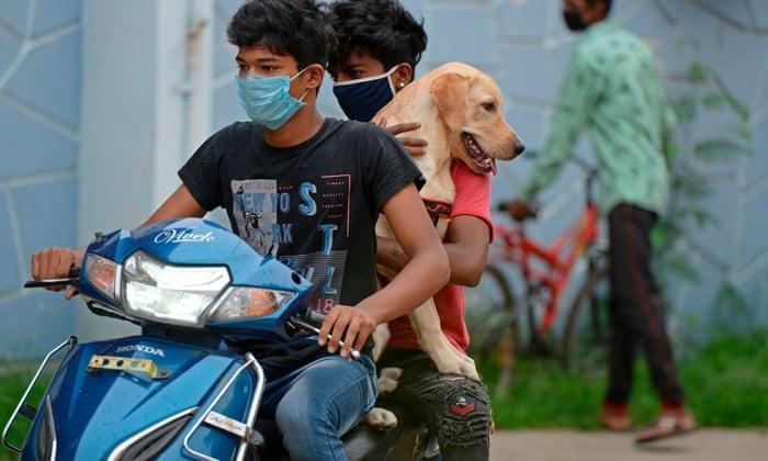 Goa becomes first state to go rabies free |_20.1