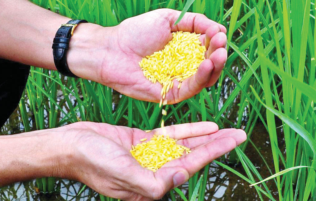 Philippines approved Golden Rice for planting. फिलीपिन्सने गोल्डन राईस लागवडसाठी मान्यता दिली