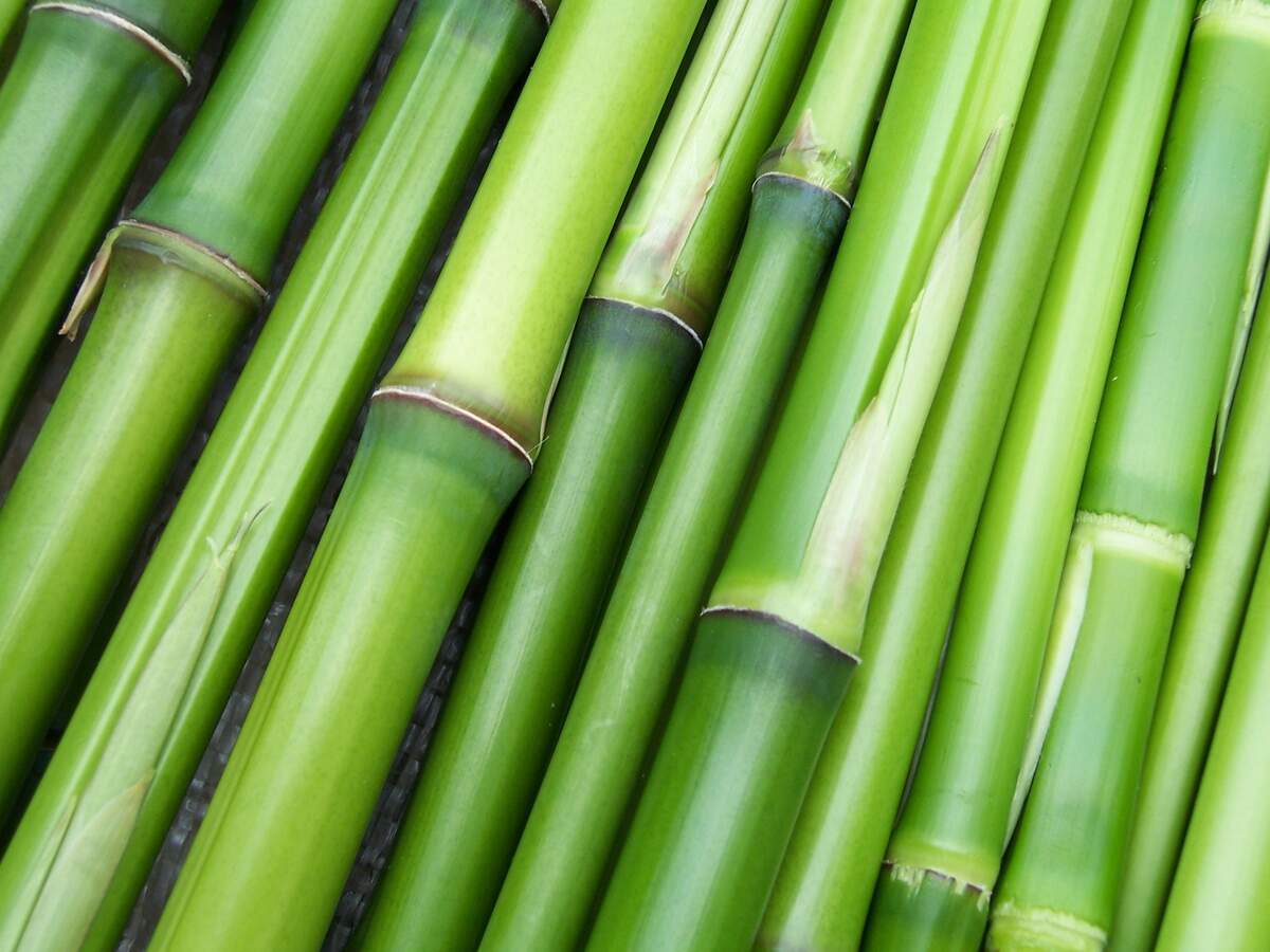 World Bamboo Day: 18 September
