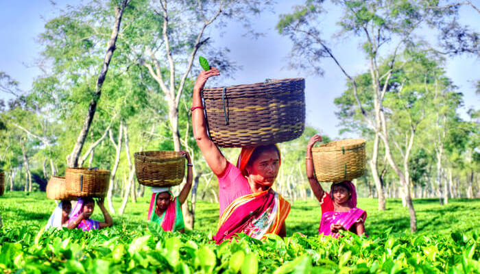 Assam set up a tea Park at Kamrup district’s Chayygaon