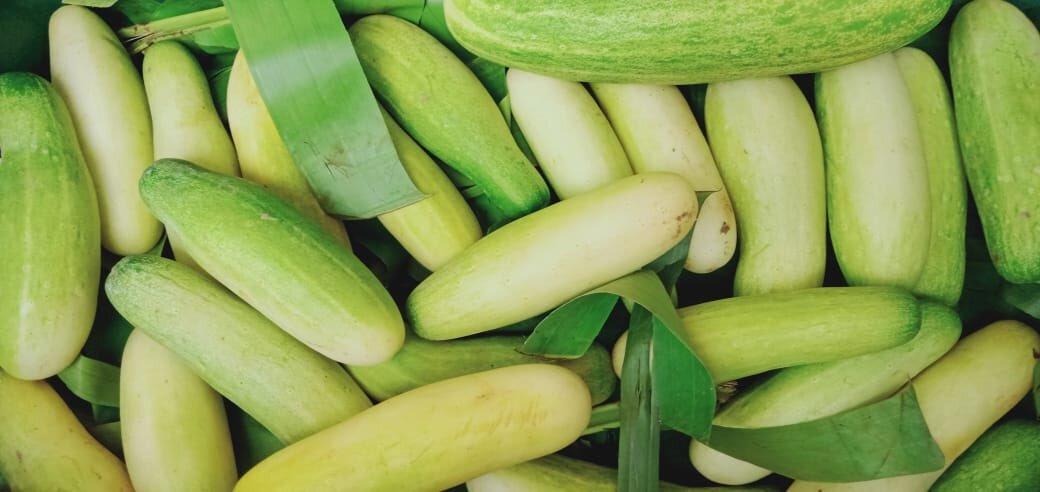Naga Cucumber from Nagaland gets geographical identification tag
