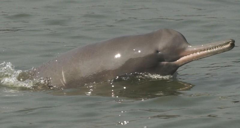Ganga River Dolphin Day: 5 October