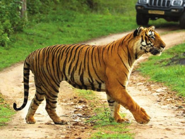 India’s Newest Tiger Reserve in Chhattisgarh