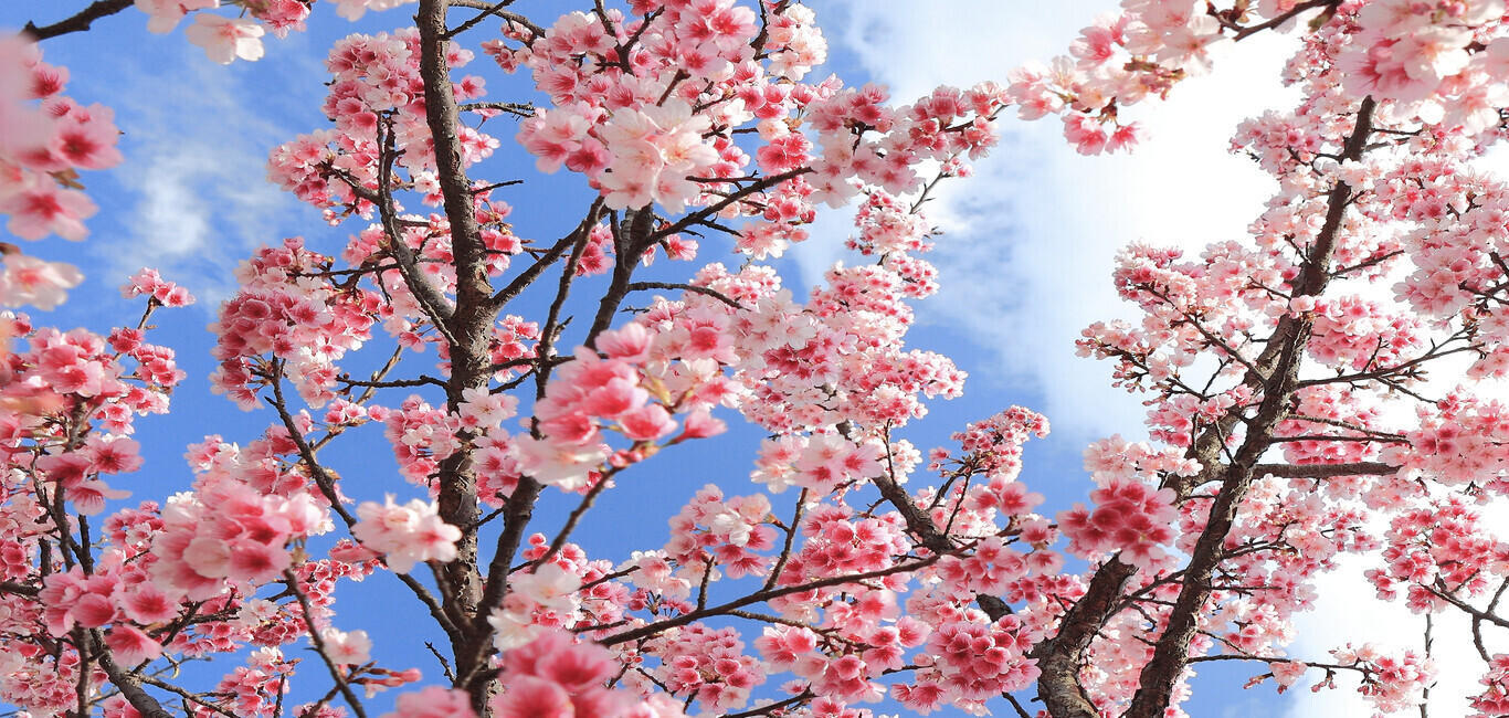 Cherry Blossom Festival 2021 celebrated in Meghalaya