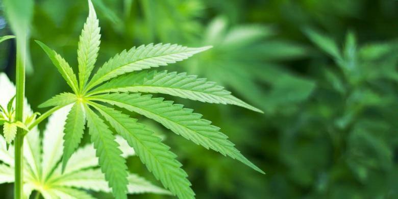 Malta becomes first European nation to approve cannabis for personal use