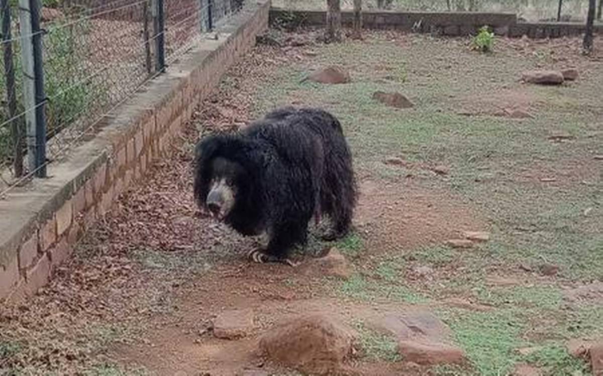 India’s oldest sloth bear ‘Gulabo’ passes away at Van Vihar National Park