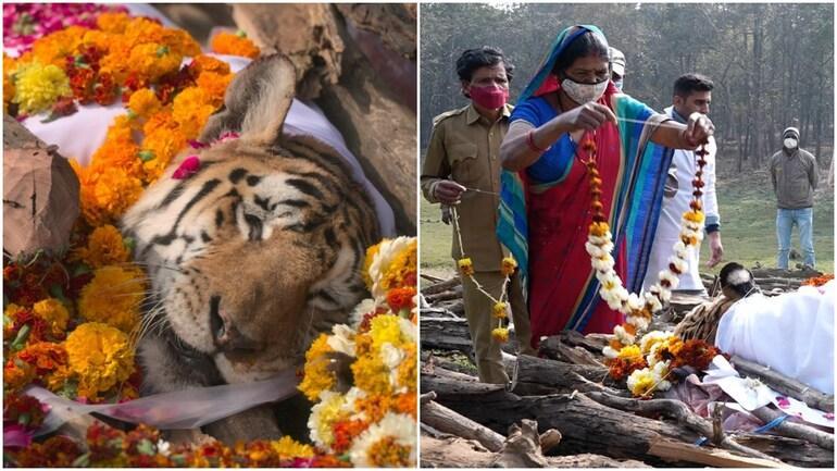 Legendary Collarwali Tigress who gave birth to 29 cubs passes away