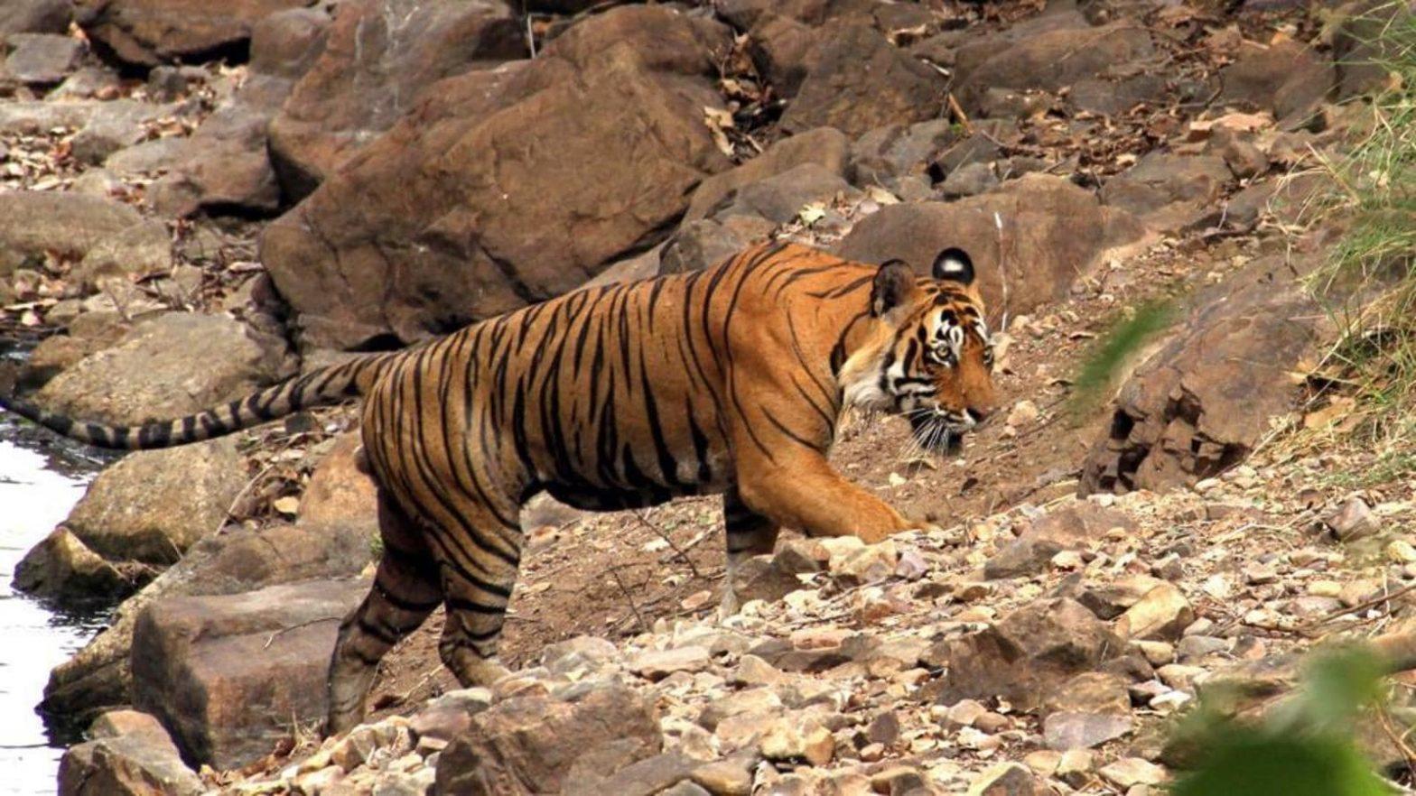 Ramgarh Wildlife Sanctuary set to be notified as 4th tiger reserve of Rajasthan