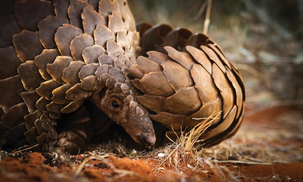 World Pangolin Day 2022 observed on 19th February