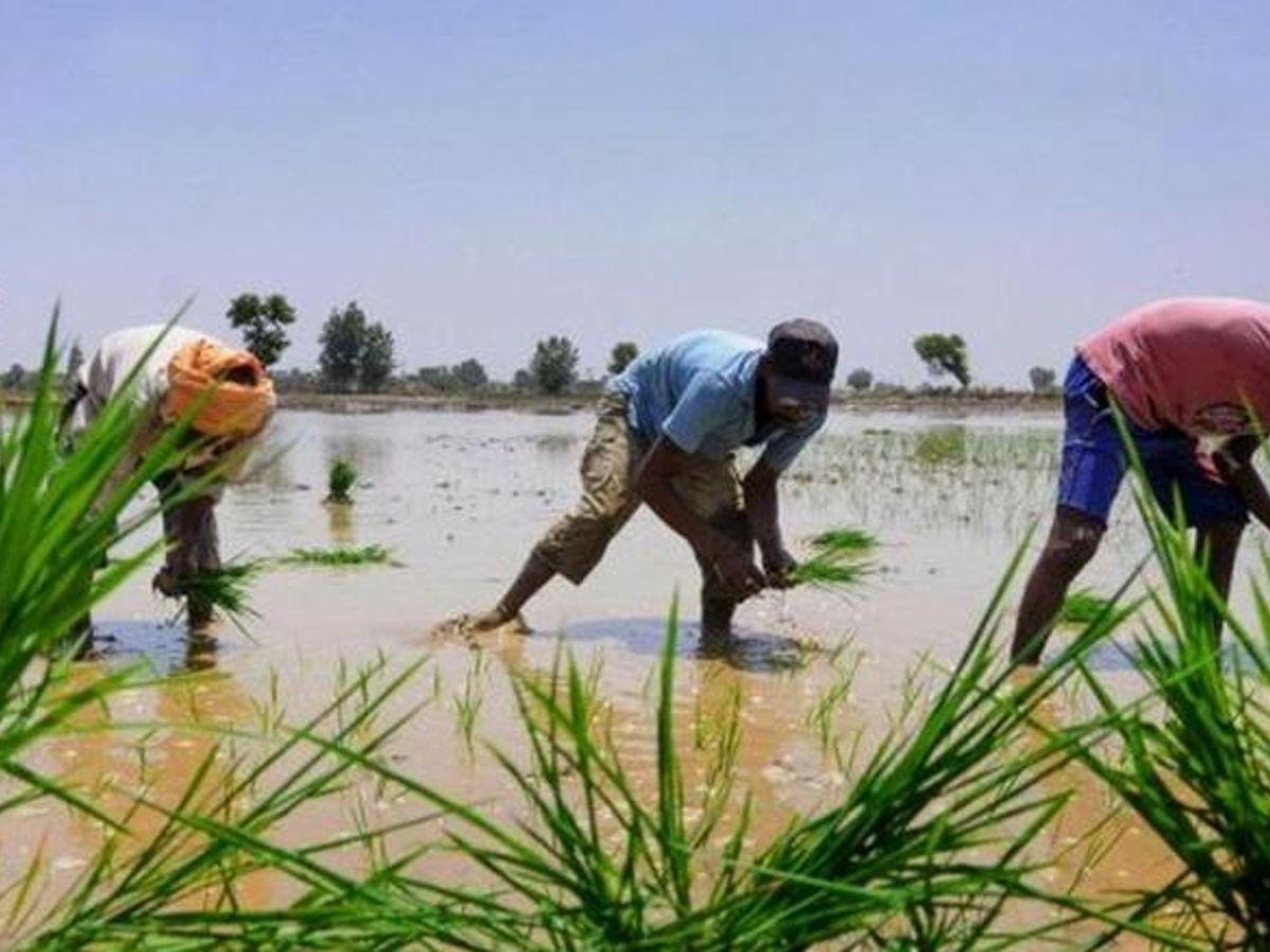 GoI to launch ‘Meri Policy Mere Hath’ to deliver crop insurance policies