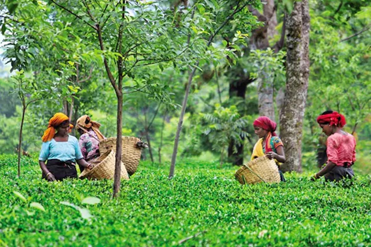 Himachal Pradesh’s Kangra Tea will get GI Tag from European Commission