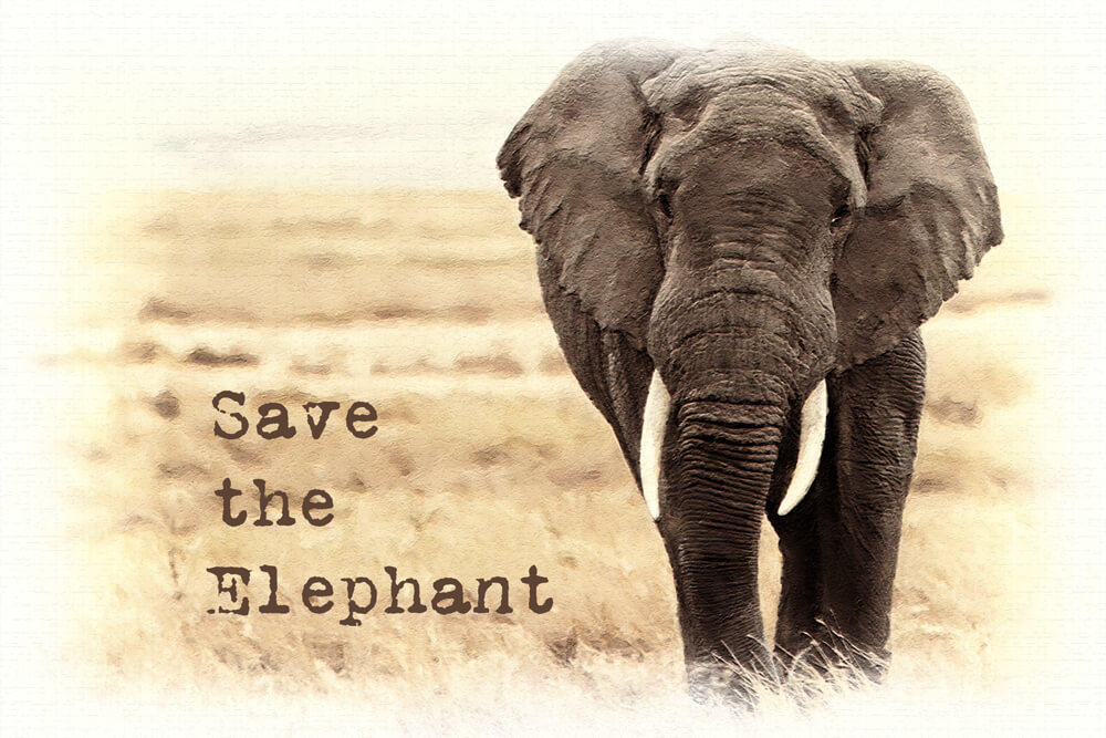 Save the Elephant Day 2022: 16 April
