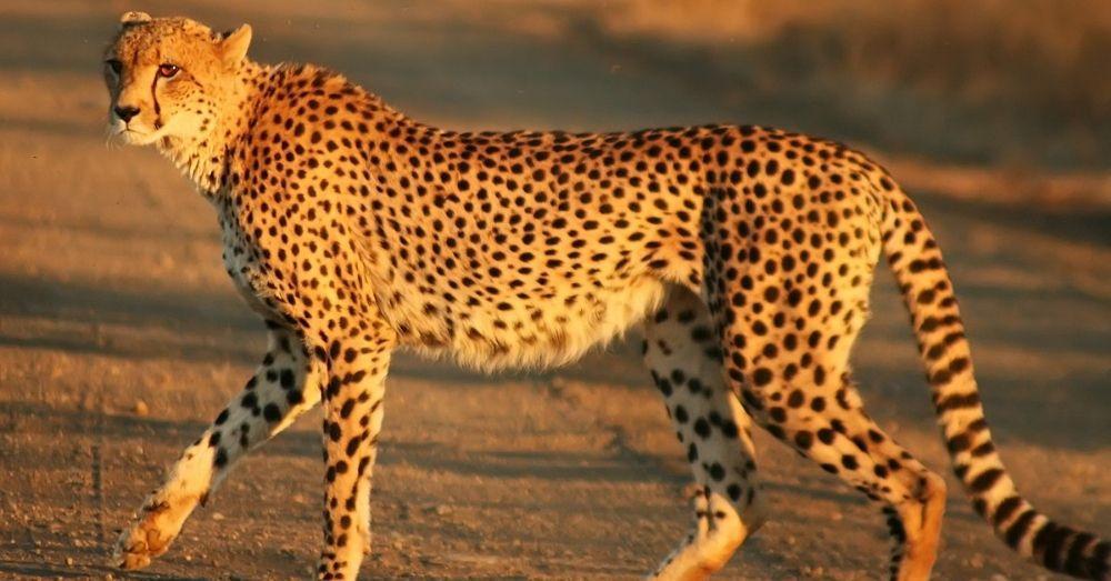 India finalised deals for cheetahs from South Africa & Namibia