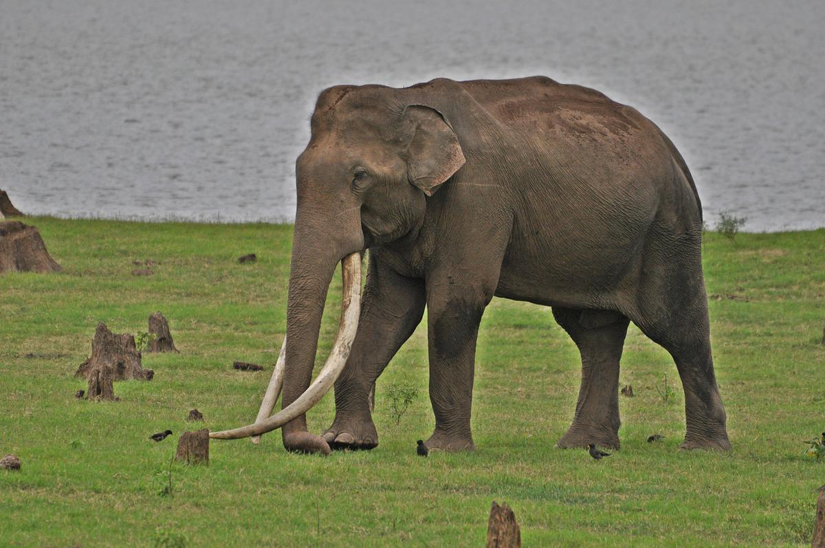 Asia’s ‘longest-tusked’ elephant Bhogeshwara dies of natural causes