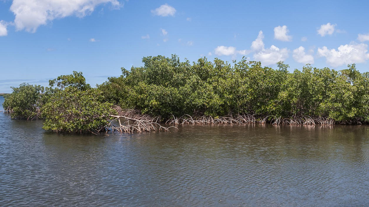 Largest bacteria in the world discovered in Caribbean mangrove swamp