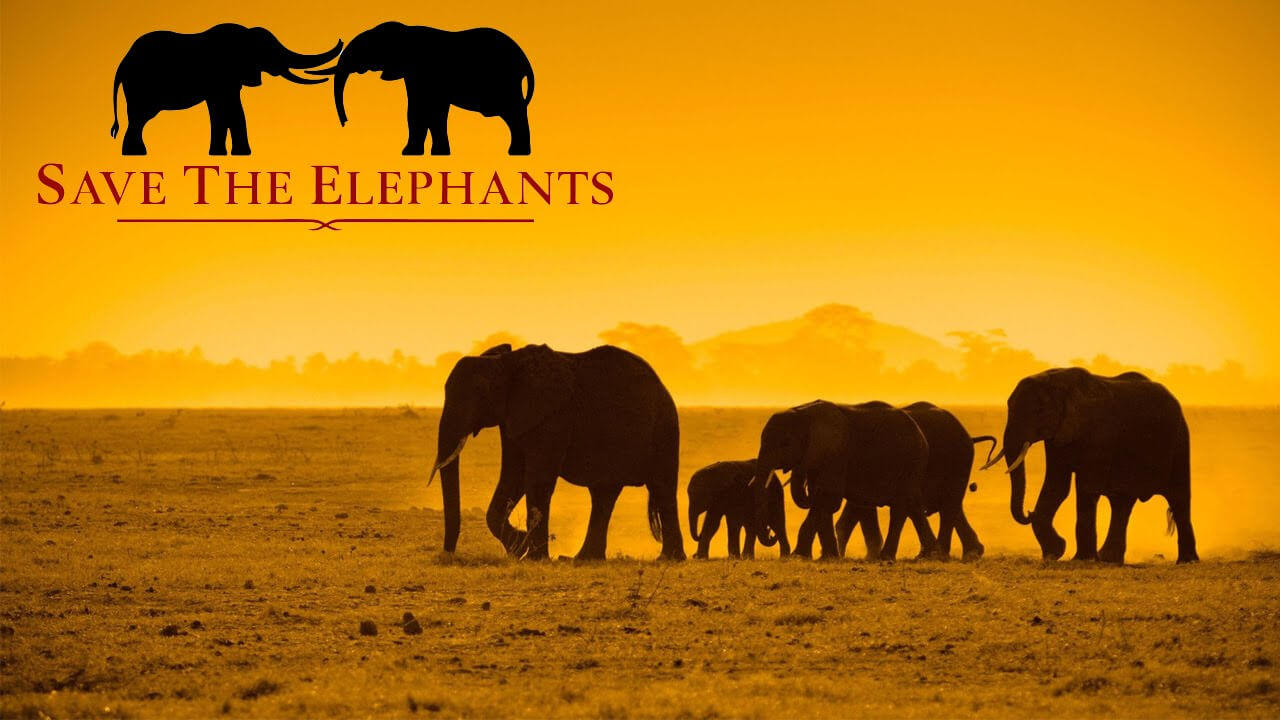 Save the Elephant Day 2023 celebrates on 16 April_40.1