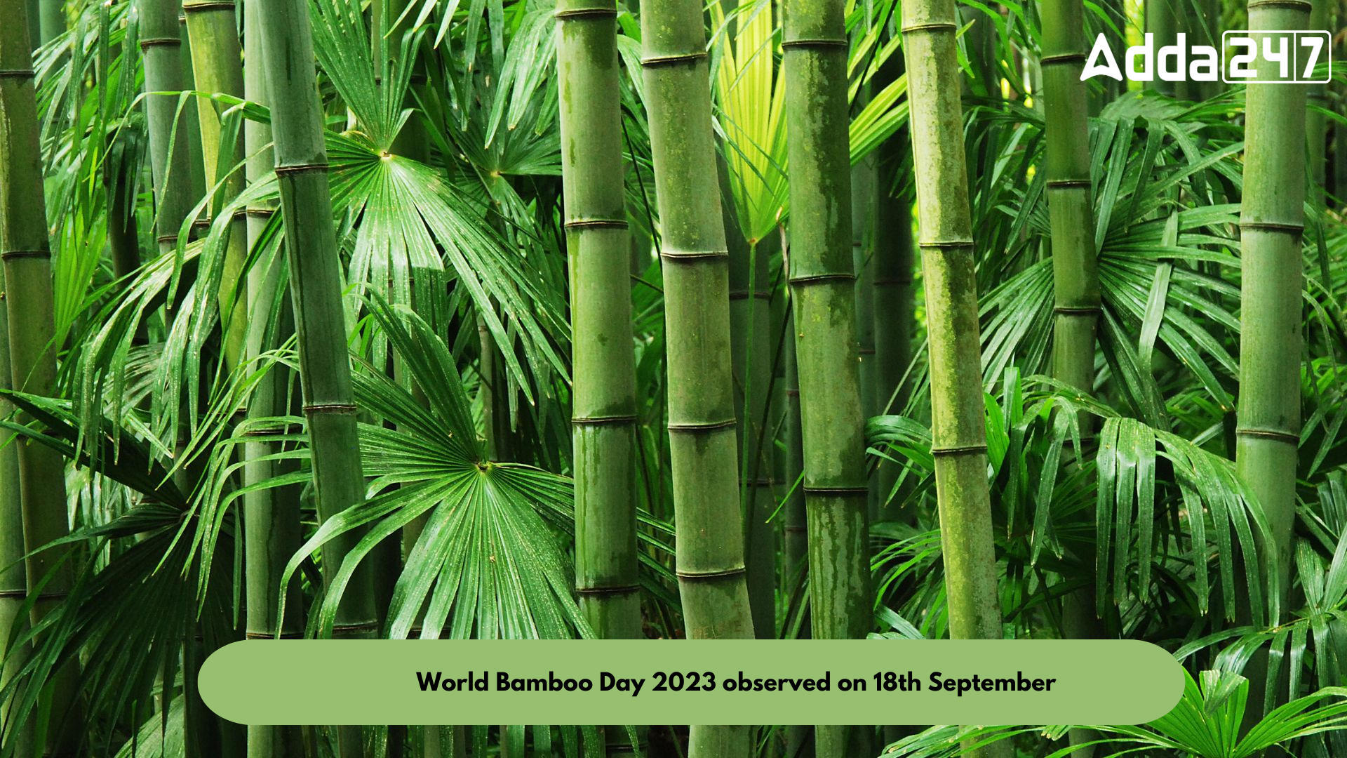 World Bamboo Day 2023 observed on 18th September_80.1