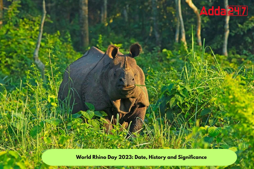 World Rhino Day 2023: Date, History and Significance_80.1