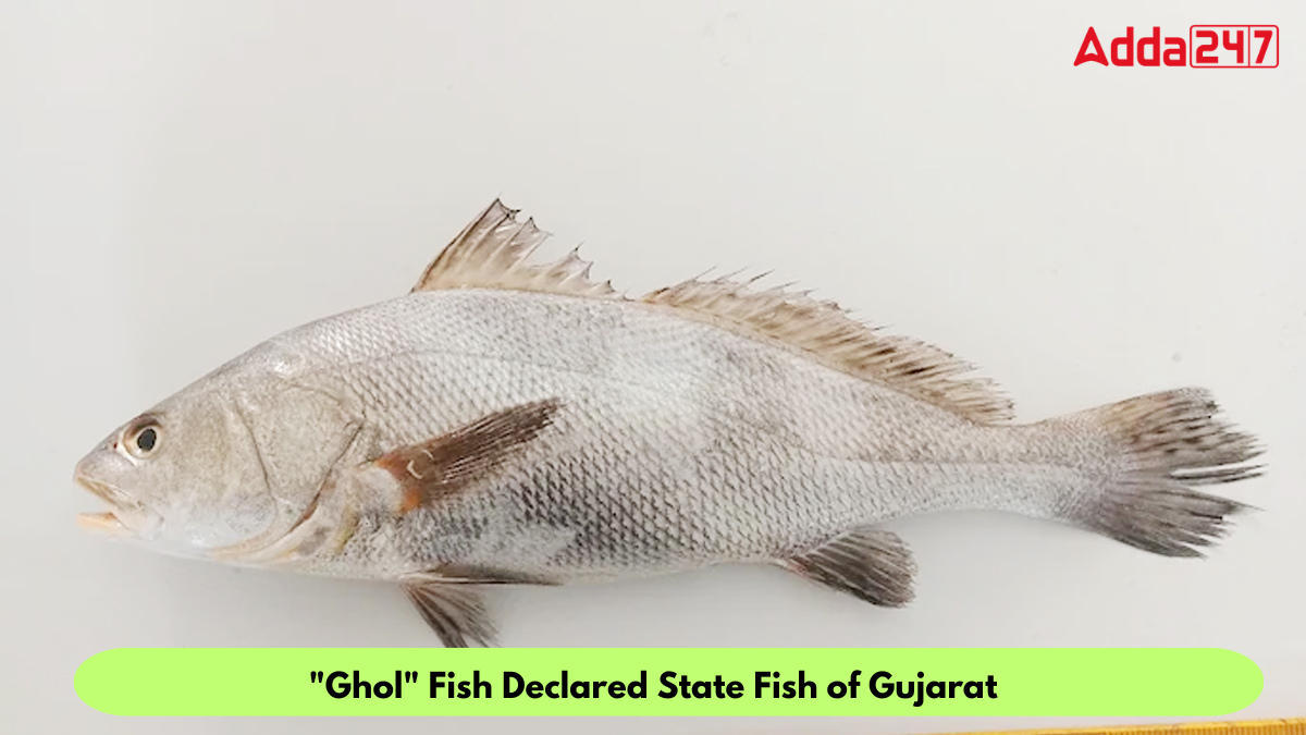 Ghol" Fish Declared State Fish of Gujarat