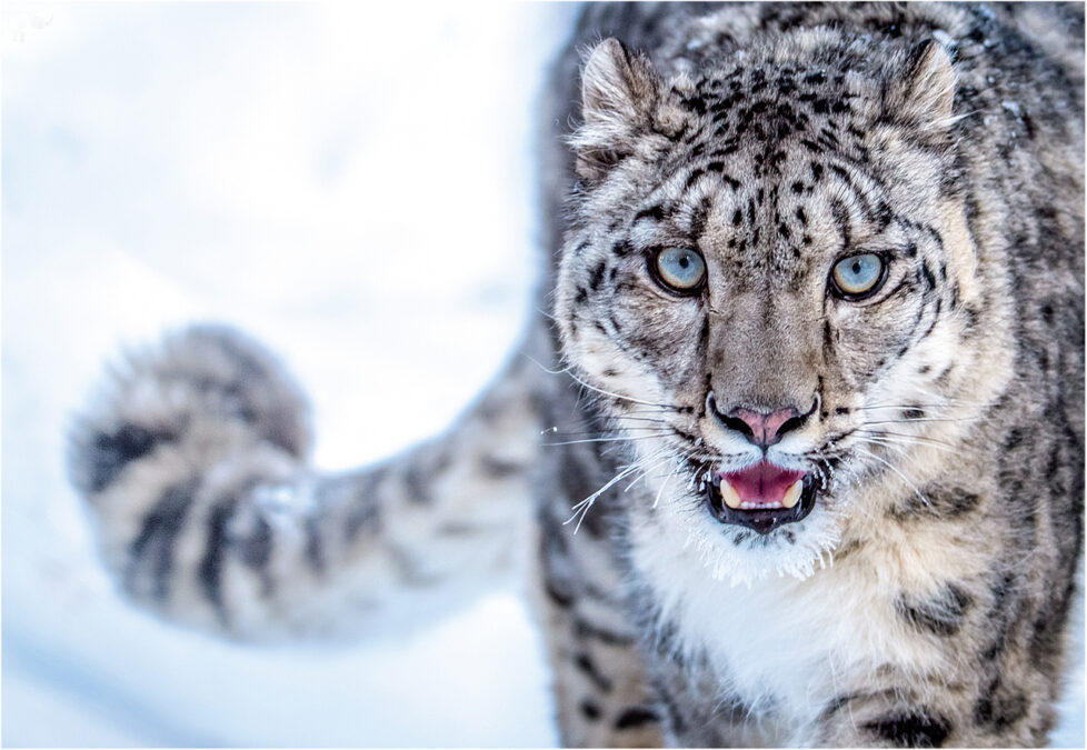 Kyrgyzstan Declares Snow Leopard As National Symbol_60.1