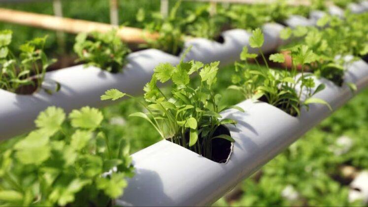 Swedish Scientists Create 'e-soil' That Accelerates Plant Growth_60.1