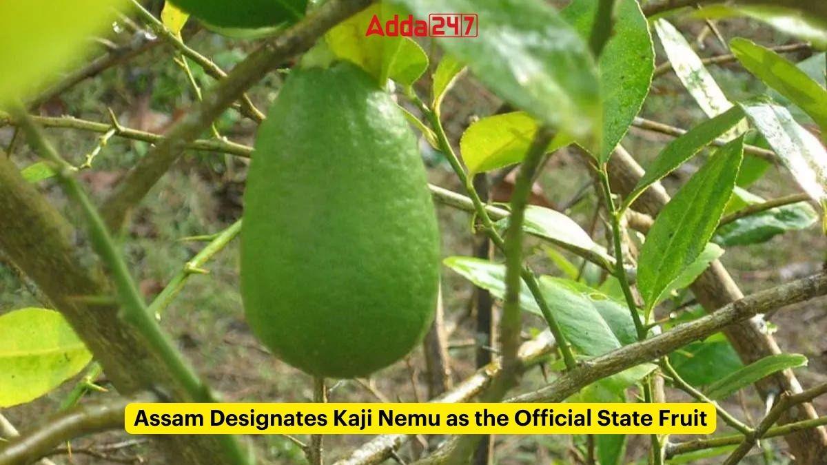Assam Designates Kaji Nemu as the Official State Fruit_30.1