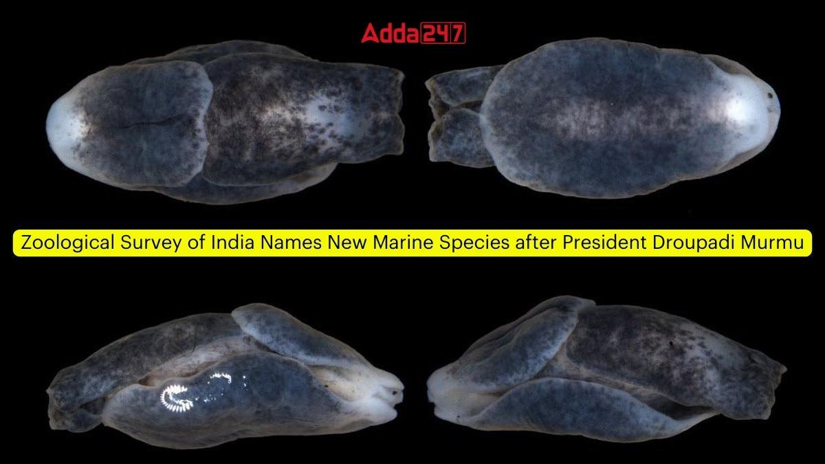 Zoological Survey of India Names New Marine Species after President Droupadi Murmu_60.1