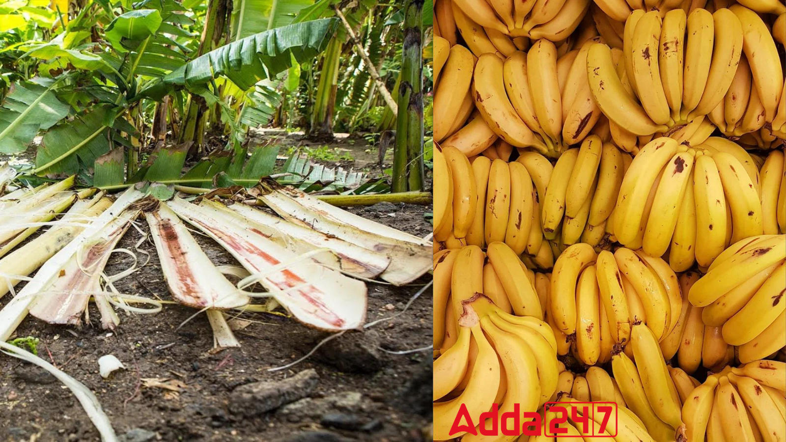 Indian Scientists Create Eco Wound Dressings With Banana Fibers_60.1