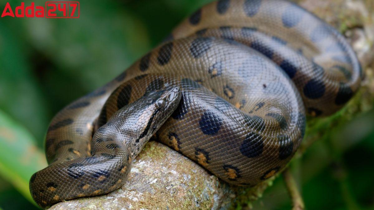 New Species of Amazon Anaconda Discovered: Eunectes Akiyama_60.1