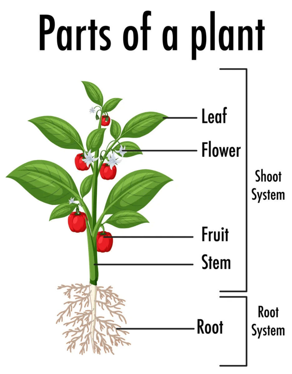 A Plant Diagram Functions And Plants Types