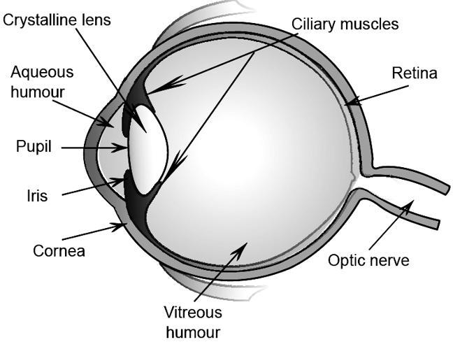 Human Eye Diagram, Structure for Class 10_70.1