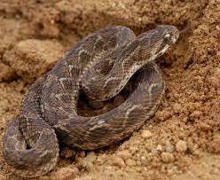 Saw-scaled Viper (Snakes Of Peninsular India) · iNaturalist
