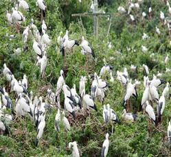 Tamilnadu Tourism: Kanjirankulam Bird Sanctuary, Ramanathapuram