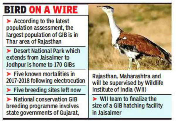 About 150 Great Indian Bustards in Jaisalmer area of desert park: Report | Jaipur News - Times of India